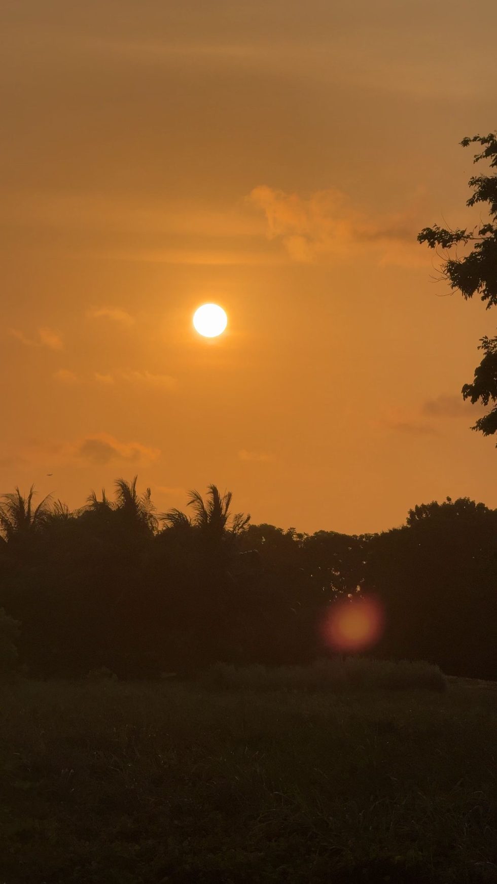 Puesta de sol sobre las palmeras en Tela, Honduras