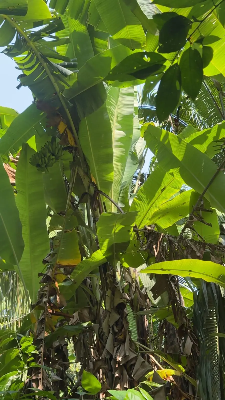 Platanares y palmas en el parque Jeannette Kawas, Tela, Honduras