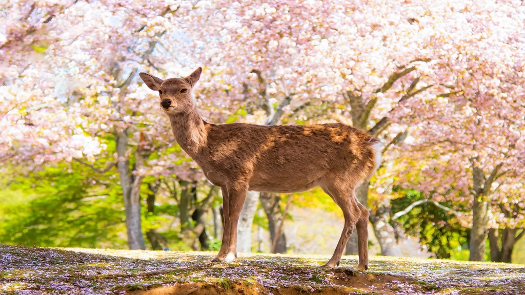 Featured-image-Deer-with-Pink-Sakura-Trees-at-Nara-Park-Nara-Japan.jpg