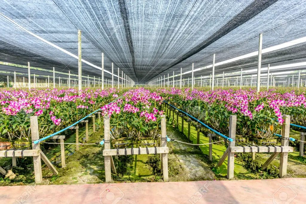 25056152-orchid-plant-nursery-in-thailand.webp
